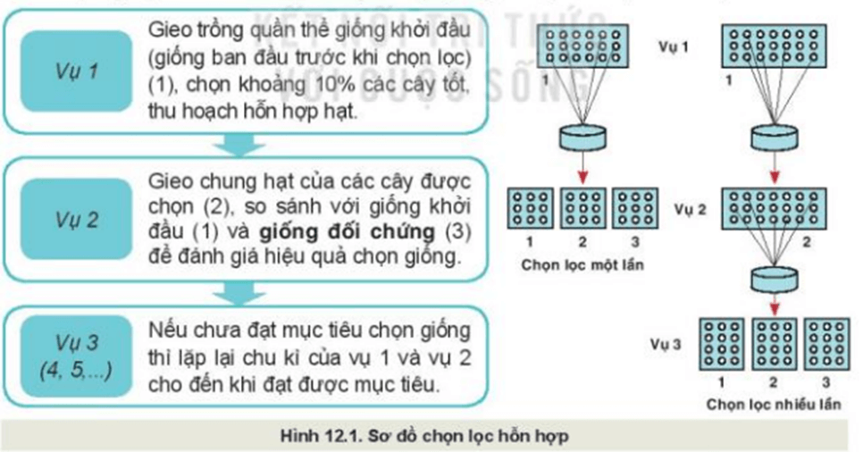 Quan sát Hình 12.1, mô tả phương pháp chọn lọc hỗn hợp một lần và chọn lọc hỗn hợp nhiều lần?