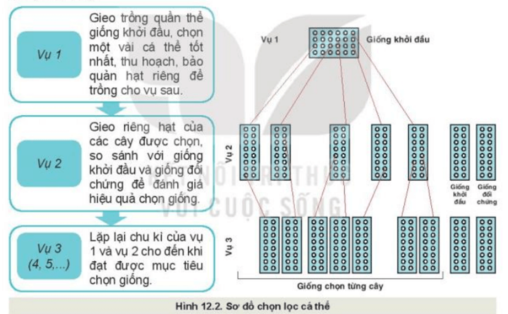 Quan sát Hình 12.2 và mô tả phương pháp chọn lọc cá thể?