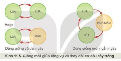 >Hình 11.5 thể hiện cơ cấu mùa vụ trong năm. Quan sát Hình 11.5 và cho biết giống mới giúp tăng vụ và thay đổi cơ cấu