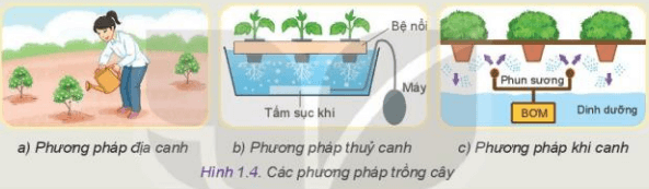 Quan sát Hình 1.4 em hãy mô tả các phương pháp trồng cây và đánh giá ưu nhược điểm của mỗi phương pháp này