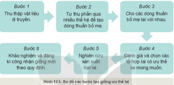 Lý thuyết Công nghệ 10 Kết nối tri thức Bài 12: Một số phương pháp chọn, tạo giống cây trồng | Công nghệ trồng trọt 10