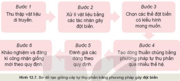 Lý thuyết Công nghệ 10 Kết nối tri thức Bài 12: Một số phương pháp chọn, tạo giống cây trồng | Công nghệ trồng trọt 10