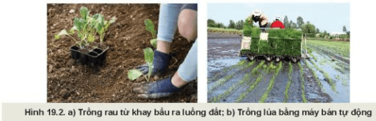 Lý thuyết Công nghệ 10 Kết nối tri thức Bài 19: Quy trình trồng trọt và cơ giới hoá trong trồng trọt | Công nghệ trồng trọt 10