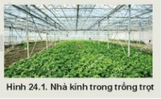 Lý thuyết Công nghệ 10 Kết nối tri thức Bài 24: Một số công nghệ cao trong trồng trọt | Công nghệ trồng trọt 10