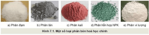 Lý thuyết Công nghệ 10 Kết nối tri thức Bài 7: Giới thiệu về phân bón | Công nghệ trồng trọt 10