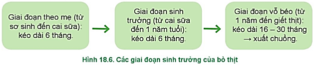  Quy trình nuôi dưỡng chăm sóc bò thịt ở Hình 18.6 được thực hiện theo mấy giai đoạn?