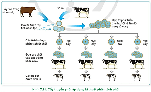  Quan sát Hình 7.10, Hình 7.11 và nêu các bước trong quy trình cấy truyền phôi