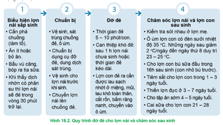  Hãy mô tả các bước của quy trình đỡ đẻ chăm sóc lợn nái và lợn con sau sinh có trong Hình 18.2