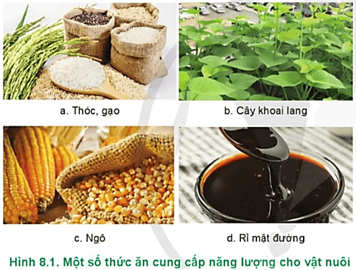  Các loại thức ăn cung cấp năng lượng trong Hình 8.1 được sử dụng cho loại vật nuôi nào?