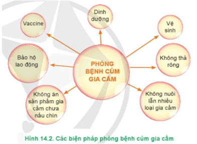  Hãy phân tích ý nghĩa của các biện pháp phòng bệnh cúm gia cầm trong Hình 14.2