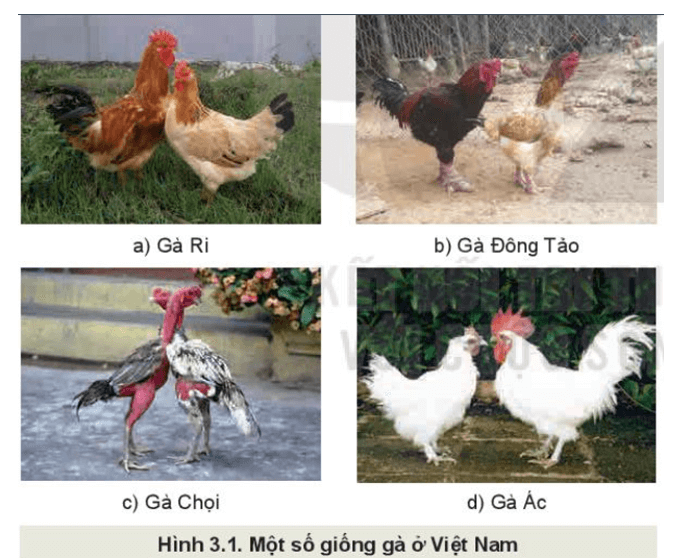 Quan sát Hình 3.1 và mô tả các đặc điểm ngoại hình đặc trưng của các giống gà