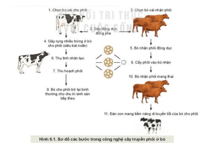 Quan sát Hình 6.1 mô tả các bước trong công nghệ cấy truyền phôi ở bò