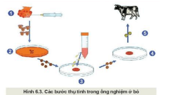Quan sát Hình 6.3 mô tả các bước thụ tinh trong ống nghiệm ở bò