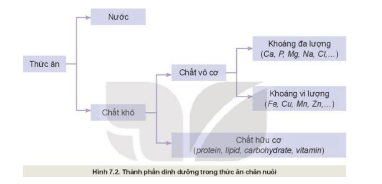 Quan sát Hình 7.2 và nêu các thành phần dinh dưỡng trong thức ăn chăn nuôi