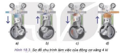 Đọc nội dung mô tả về các kì, quan sát Hình 18.3 và đặt tên các hình a, b, c, d