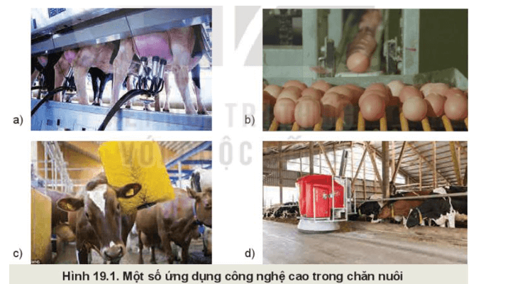 Quan sát Hình 19.1 và nêu những công nghệ cao được ứng dụng trong chăn nuôi phù hợp