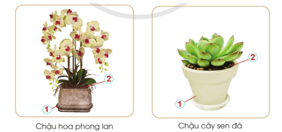 Công nghệ lớp 4 Cánh diều Bài 4: Chậu và giá thể trồng hoa, cây cảnh