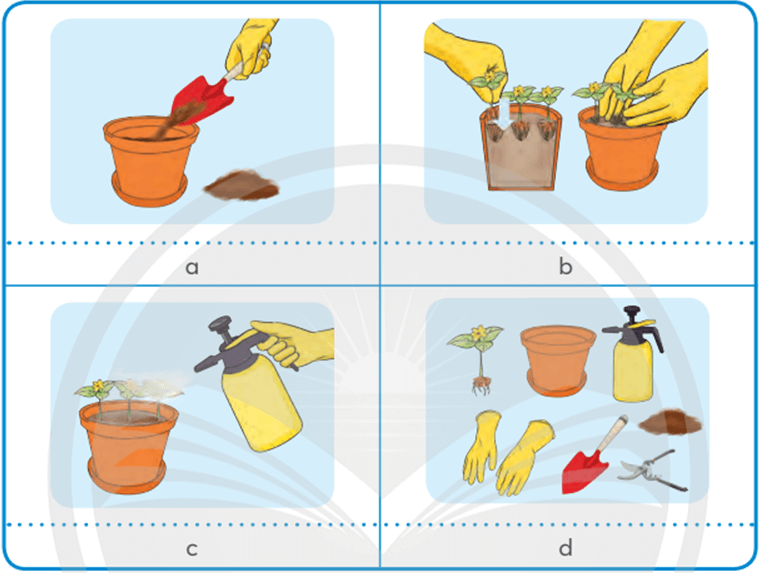 Công nghệ lớp 4 Chân trời sáng tạo Bài 3: Gieo hạt và trồng hoa trong chậu