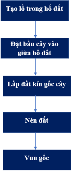 Hãy vẽ sơ đồ thể hiện quy trình trong rừng bằng cây con có bầu