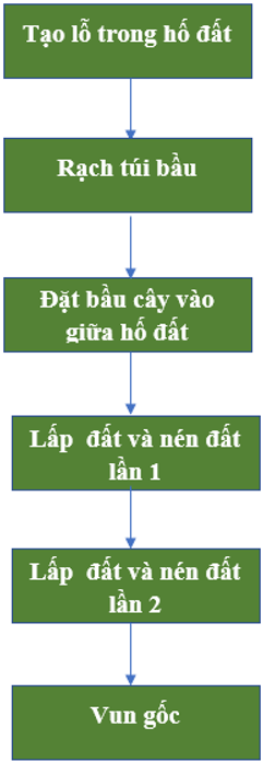 Hãy vẽ sơ đồ thể hiện quy trình trong rừng bằng cây con có bầu