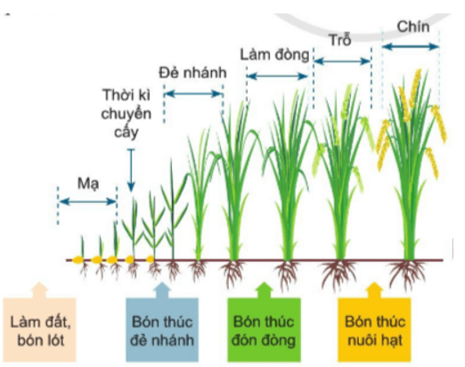 Quan sát Hình 2.7 và cho biết: Các thời điểm nào cần bón thúc cho lúa? Vì sao?