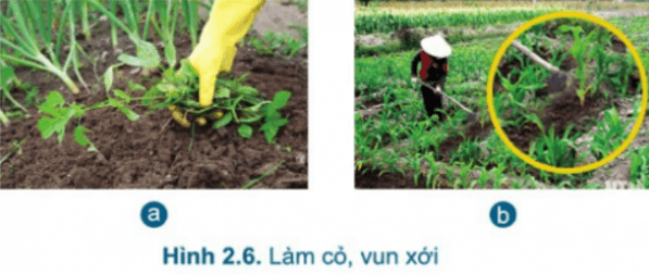 Quan sát Hình 2.6 và mô tả công việc làm cỏ (a), vun xới (b)