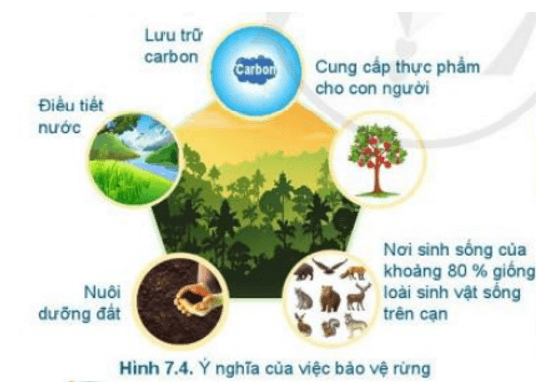 Quan sát Hình 7.4 và cho biết ý nghĩa của việc bảo vệ rừng