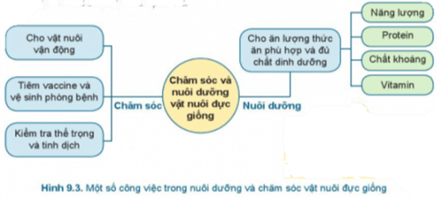 Em hãy nêu lợi ích của từng công việc nuôi dưỡng và chăm sóc vật nuôi đực giống