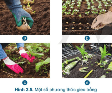 Trong hình 2.5 có những phương thức gieo trồng nào?