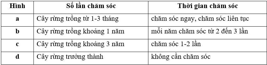 Em hãy cho biết số lần, thời gian chăm sóc cây rừng ở từng giai đoạn