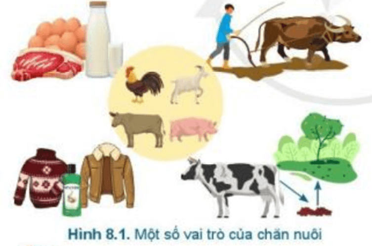 Em hãy quan sát Hình 8.1 và nêu một số vai trò của chăn nuôi