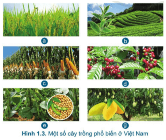 Dựa theo hai tiêu chí phân loại (mục đích, sử dụng, thời gian sinh trưởng)