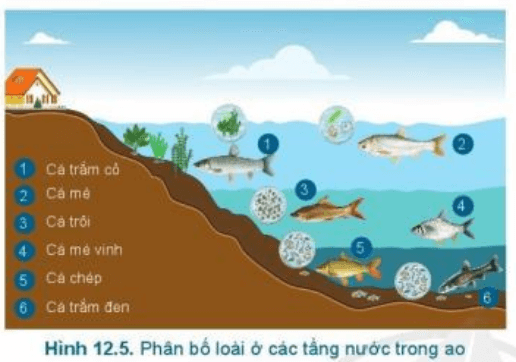 Lý thuyết Công nghệ 7 Cánh diều Bài 12: Quy trình nuôi cá nước ngọt trong ao