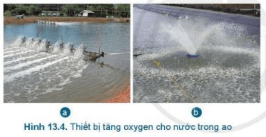 Lý thuyết Công nghệ 7 Cánh diều Bài 13: Quản lí môi trường ao nuôi và phòng, trị bệnh thuỷ sản