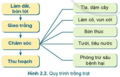 Lý thuyết Công nghệ 7 Cánh diều Bài 2: Quy trình trồng trọt