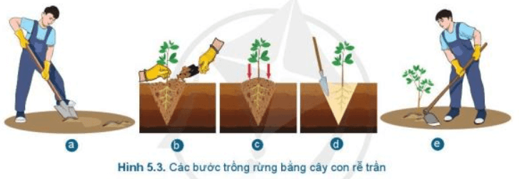 Lý thuyết Công nghệ 7 Cánh diều Bài 5: Trồng cây rừng