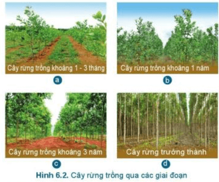 Lý thuyết Công nghệ 7 Cánh diều Bài 6: Chăm sóc cây rừng sau khi trồng