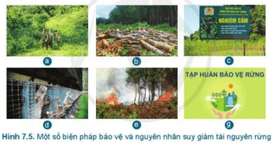 Lý thuyết Công nghệ 7 Cánh diều Bài 7: Bảo vệ rừng