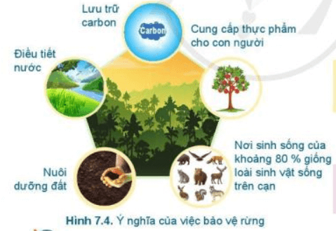 Lý thuyết Công nghệ 7 Cánh diều Bài 7: Bảo vệ rừng