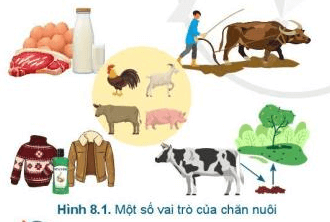 Lý thuyết Công nghệ 7 Cánh diều Bài 8: Giới thiệu chung về chăn nuôi