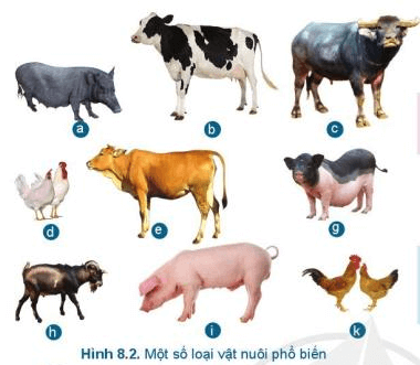 Lý thuyết Công nghệ 7 Cánh diều Bài 8: Giới thiệu chung về chăn nuôi