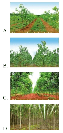 Trắc nghiệm Công nghệ 7 Cánh diều Bài 6 (có đáp án): Chăm sóc cây rừng sau khi trồng