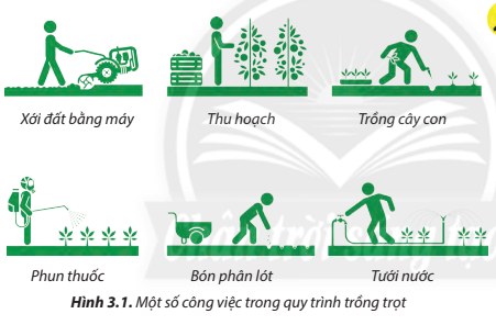 Những công việc nào trong Hình 3.1 thuộc giai đoạn chuẩn bị đất trồng?