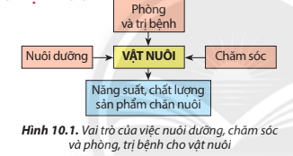 Quan sát Hình 10.1 và nêu những yếu tố ảnh hưởng đến sự phát triển của vật nuôi