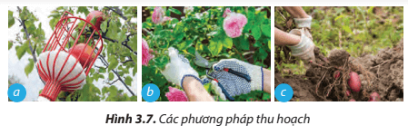 Quan sát Hình 3.7 em hãy nêu phương pháp thu hoạch tương ứng thu hoạch tương ứng với mỗi hình