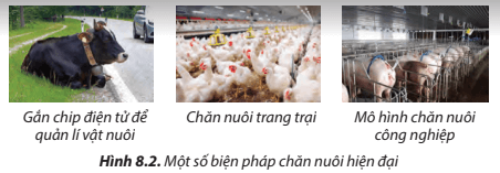 Những biện pháp được minh hoạ ở Hình 8.2 giúp ngành chăn nuôi phát triển như thế nào?