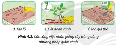 Hãy sắp xếp các công việc nhân giống cây trồng ở Hình 4.3 theo thứ tự phù hợp