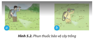 Quan sát Hình 5.2 và cho biết trường hợp nào đảm bảo an toàn lao động trong chăm sóc cây trồng