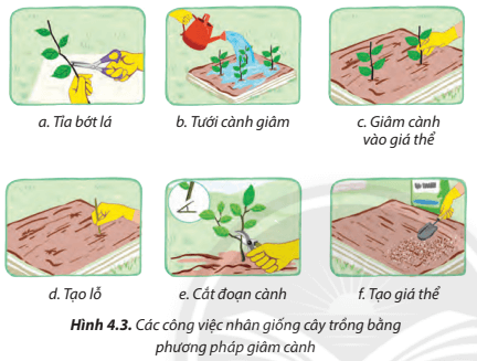 Hãy cho biết mỗi công việc ở Hình 4.3 tương ứng với bước nào trong quy trình giâm cành