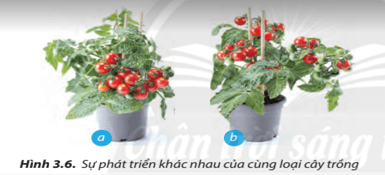 So sánh sự phát triển của hai cây trong Hình 3.6...phát triển khác nhau?